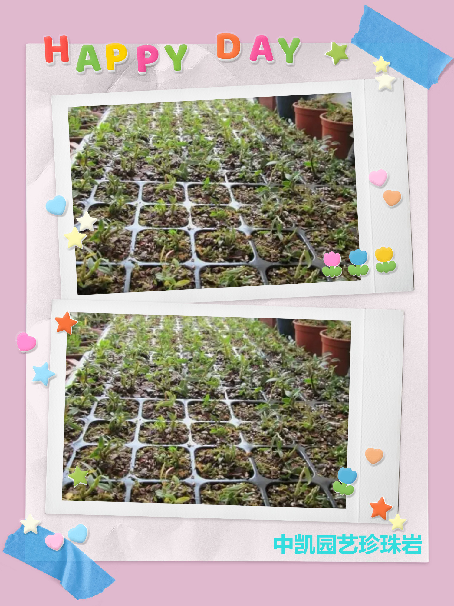 园艺珍珠岩 园艺珍珠岩